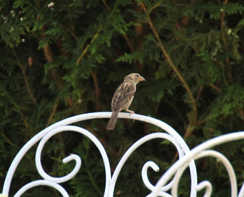 House Sparrow