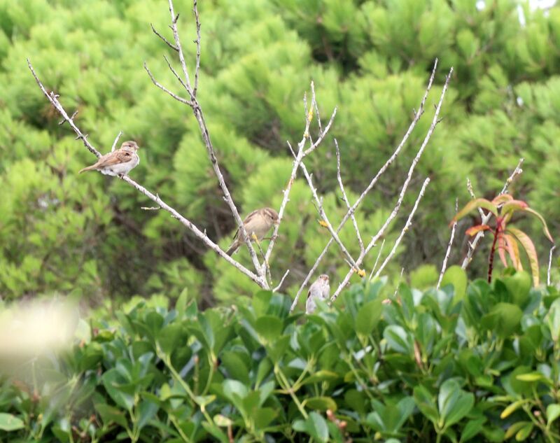 House Sparrow