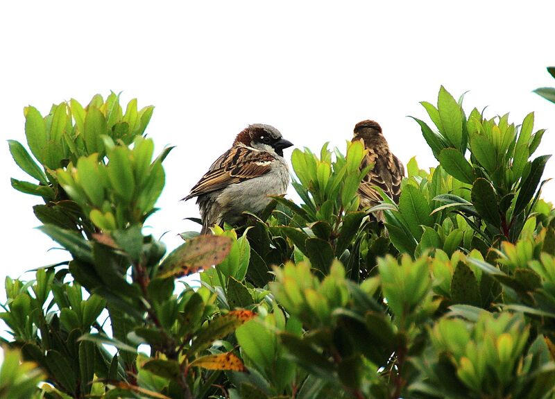 House Sparrow