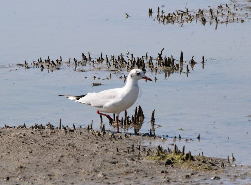 Mouette rieuse