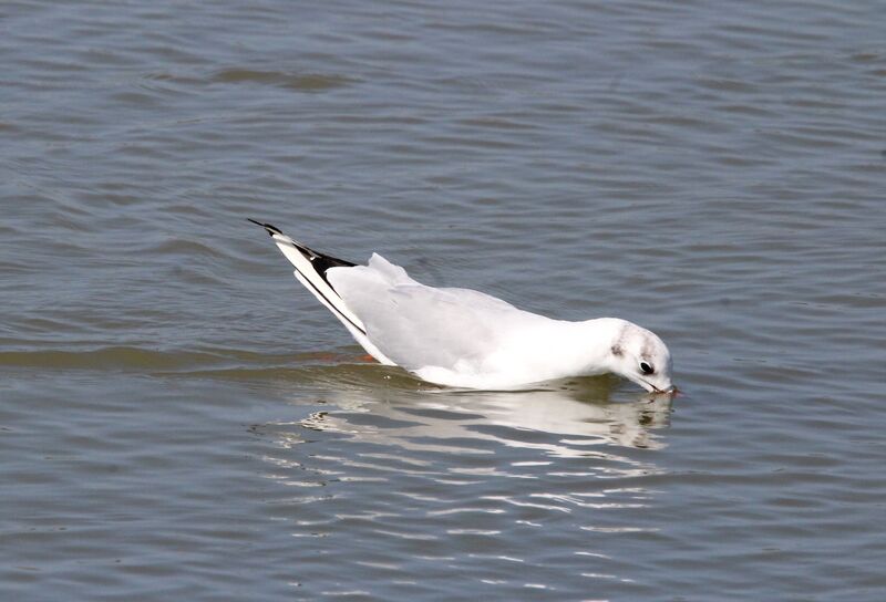 Black-headed Gull