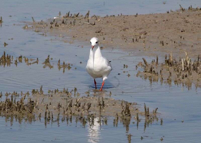 Mouette rieuse