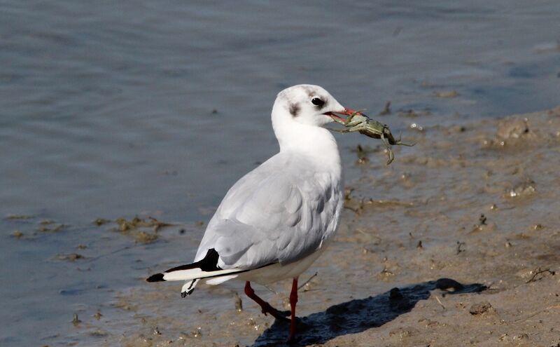 Black-headed Gull