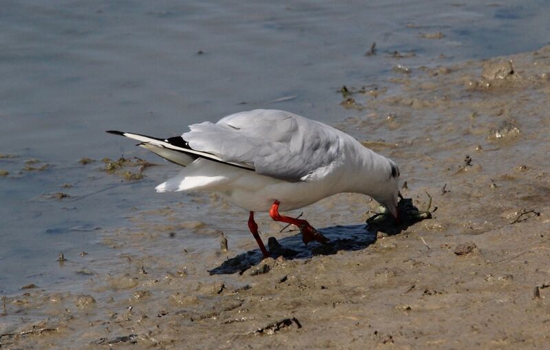 Mouette rieuse