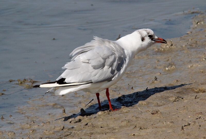 Mouette rieuse