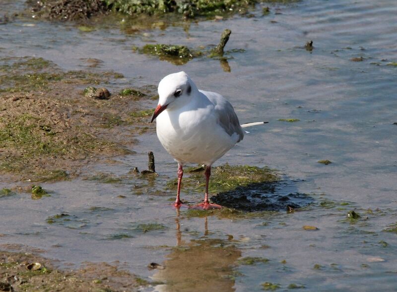 Mouette rieuse