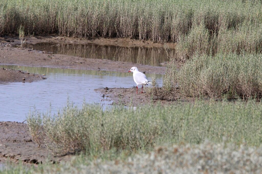 Mouette rieuse