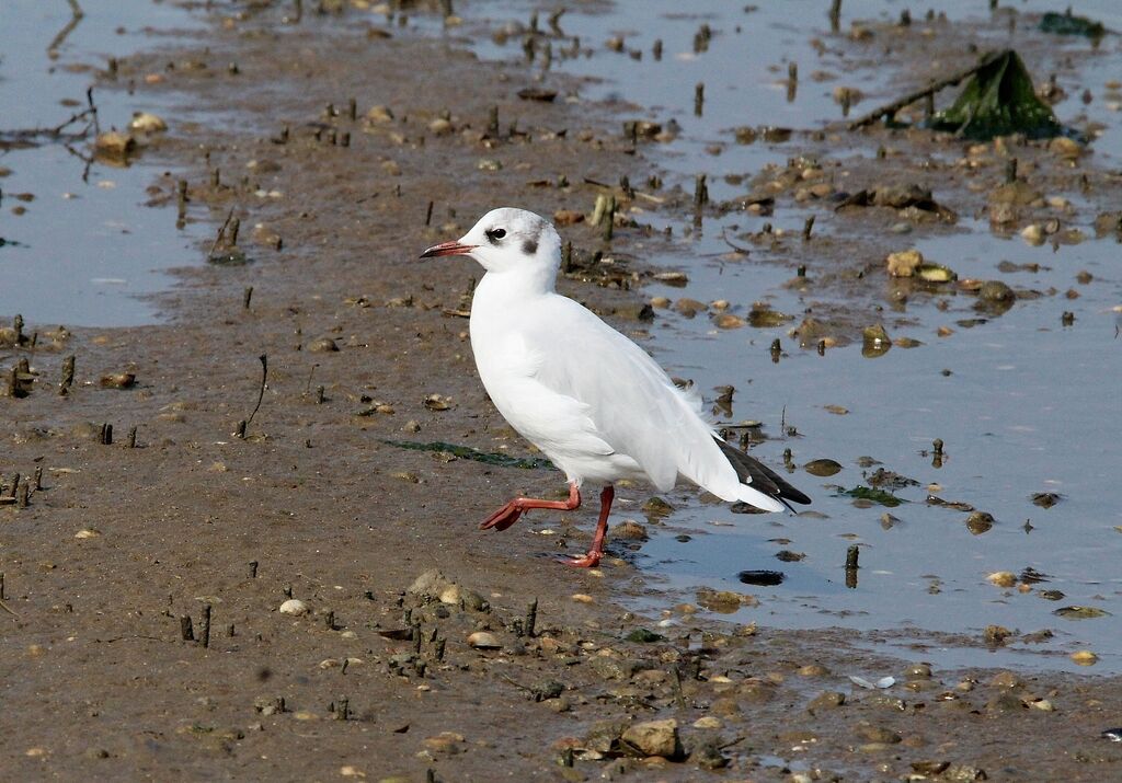 Mouette rieuse