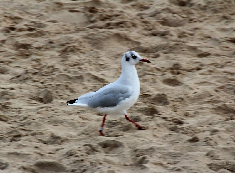 Black-headed Gull