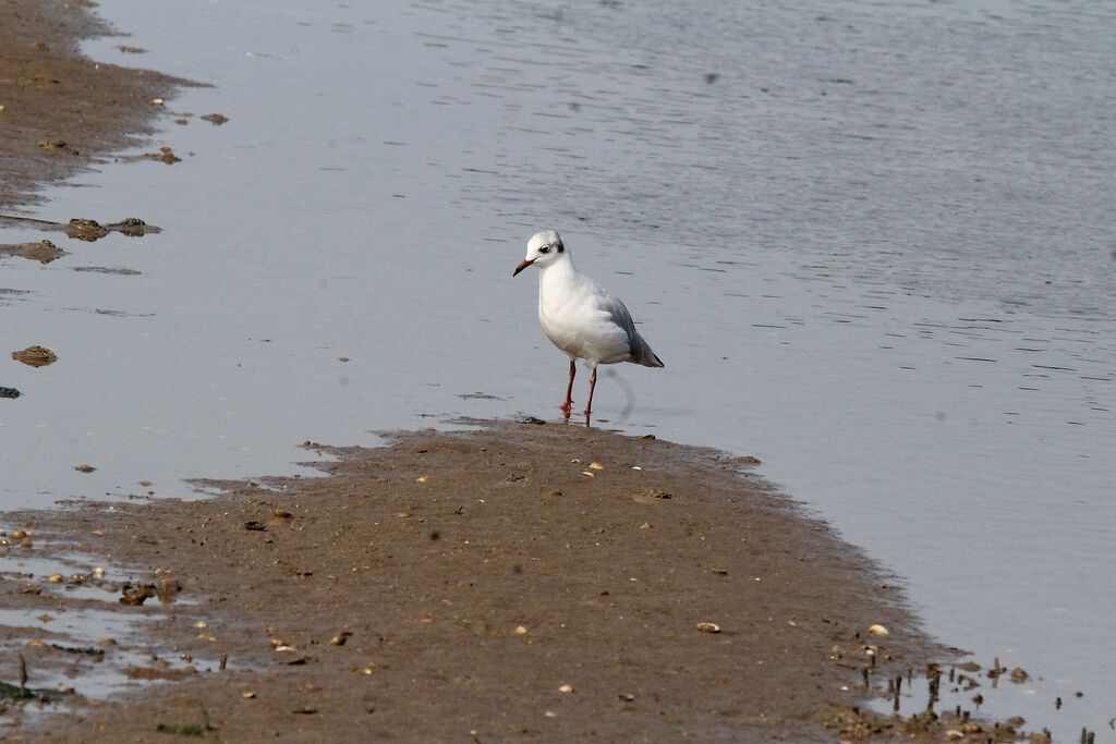 Mouette rieuse