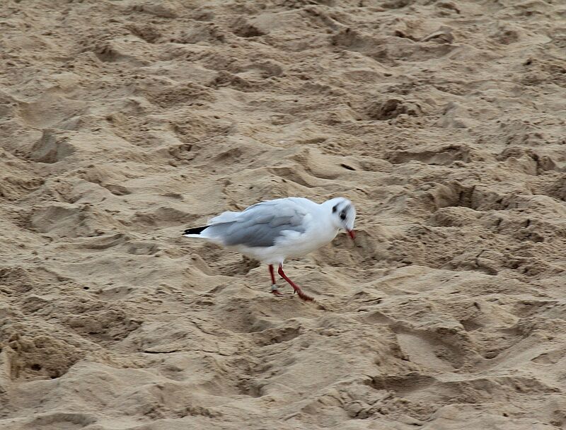 Mouette rieuse