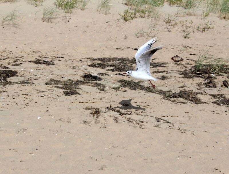 Mouette rieuse