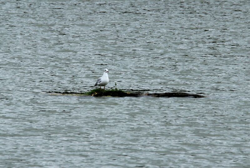 Black-headed Gull