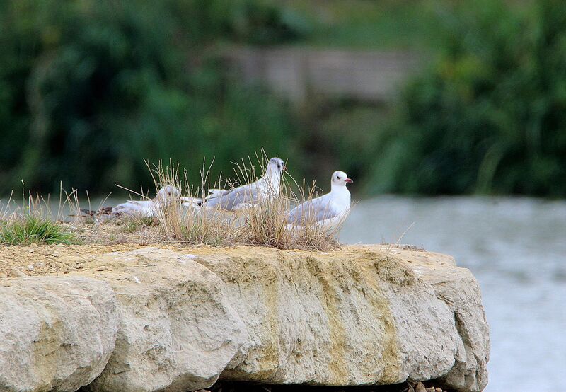 Mouette rieuse