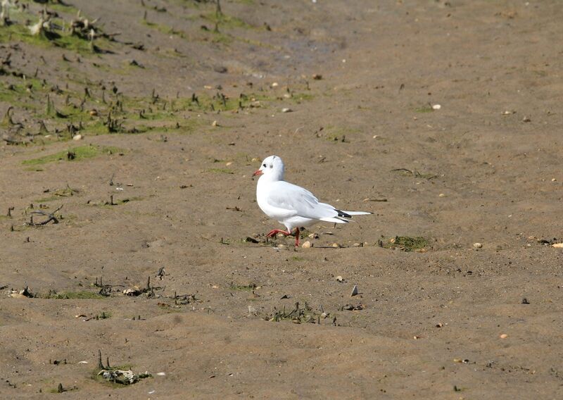 Mouette rieuse