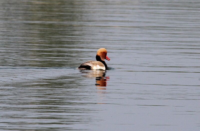 Red-crested Pochard