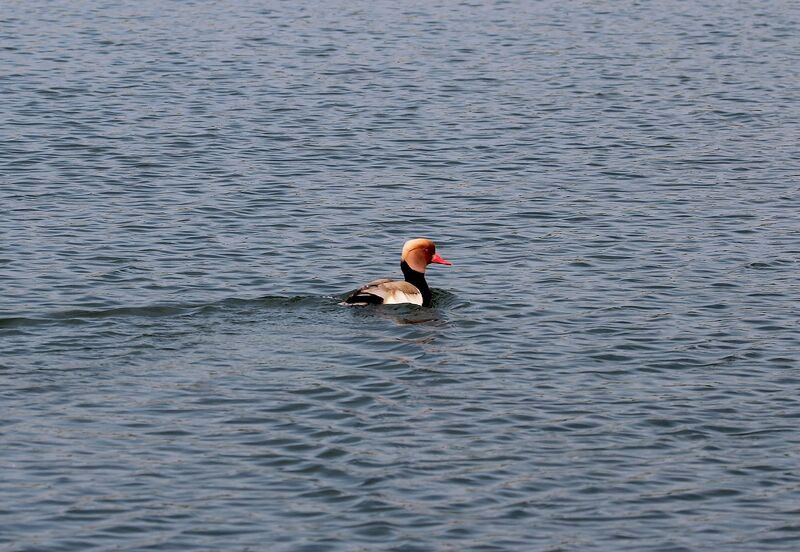 Red-crested Pochard