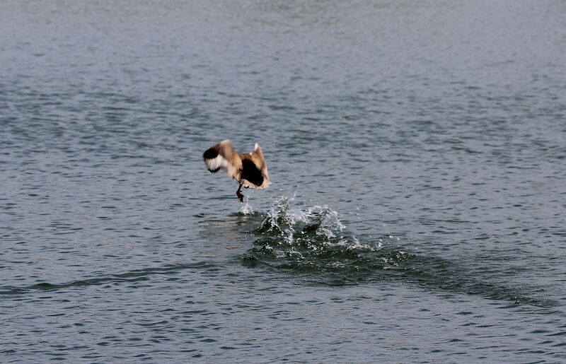 Red-crested Pochard