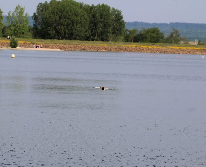 Red-crested Pochard