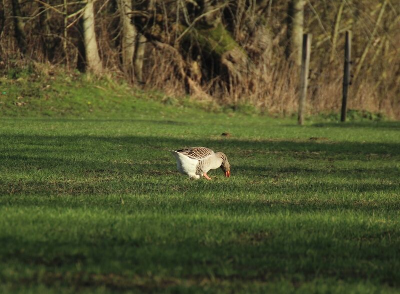 Greylag Goose