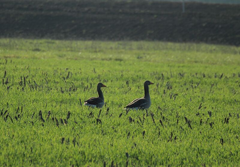 Greylag Goose