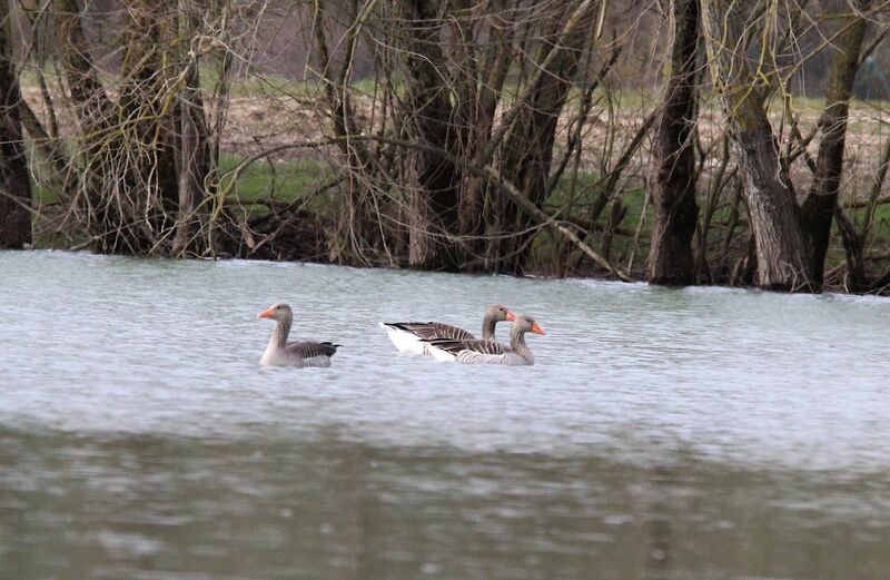 Greylag Goose