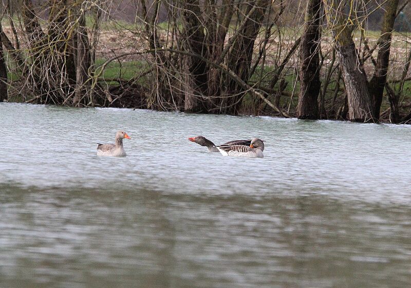 Greylag Goose