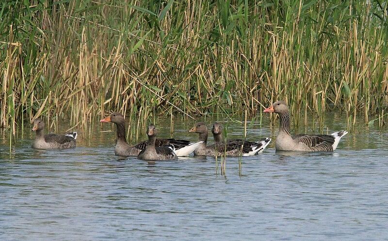 Greylag Goose