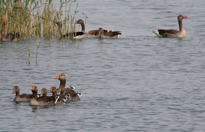 Greylag Goose