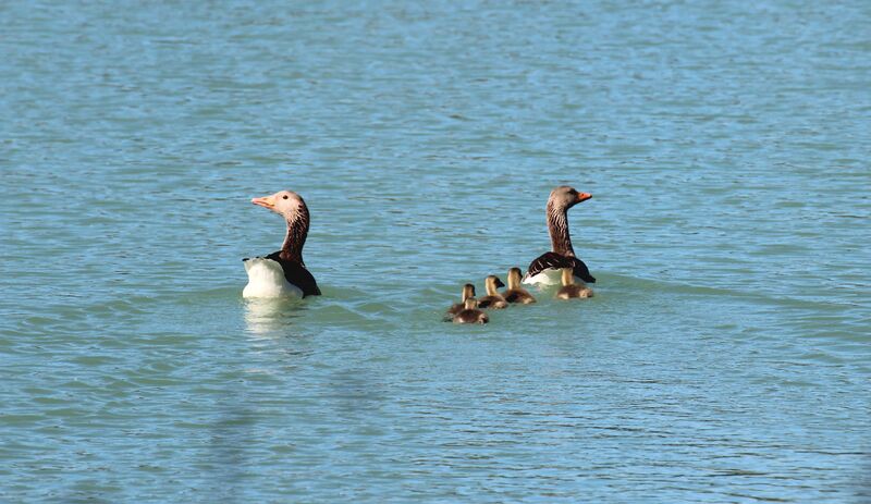 Greylag Goose