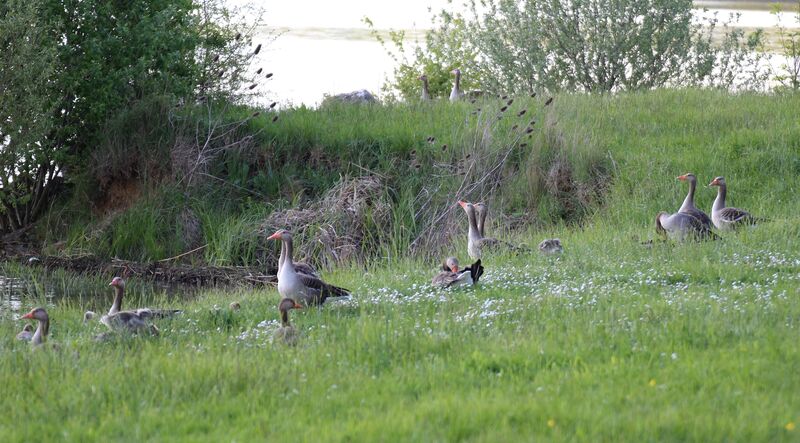 Greylag Goose