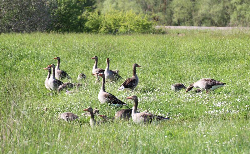 Greylag Goose