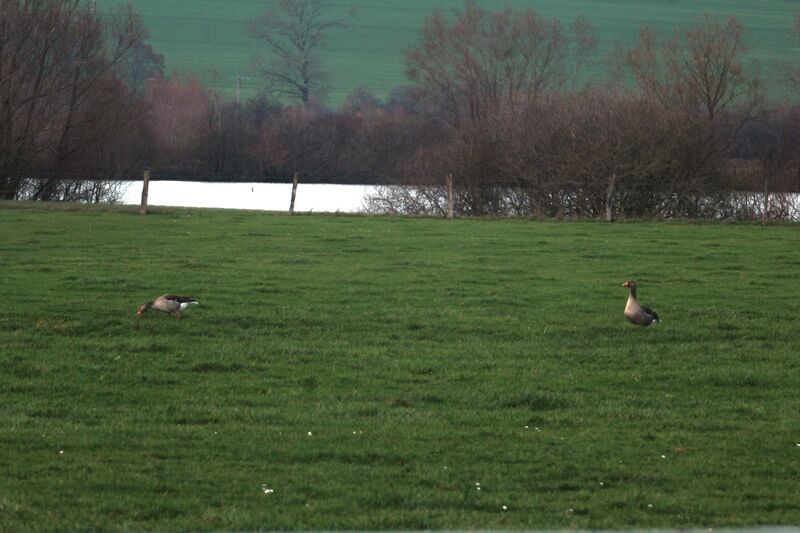 Greylag Goose