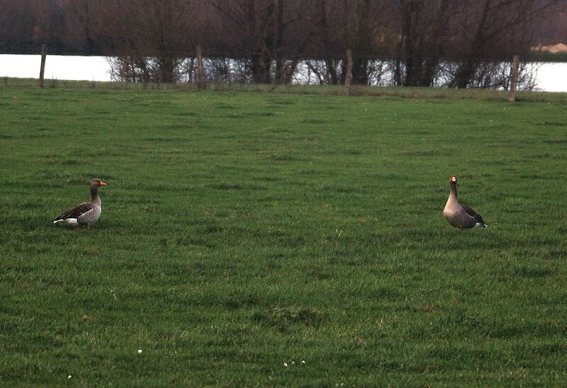 Greylag Goose