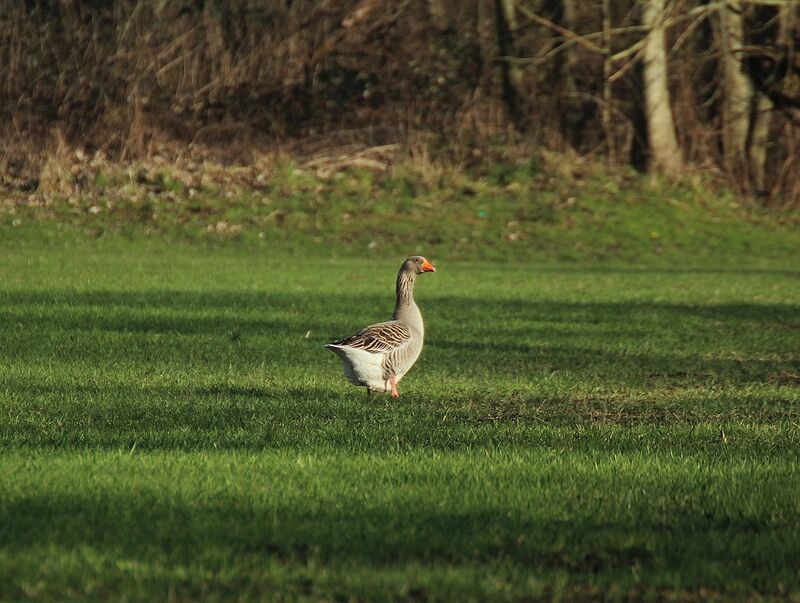 Greylag Goose