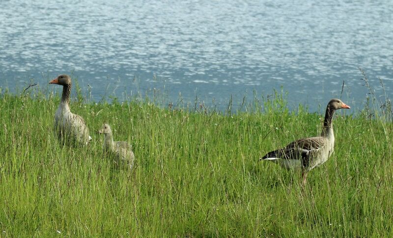 Taiga Bean Goose