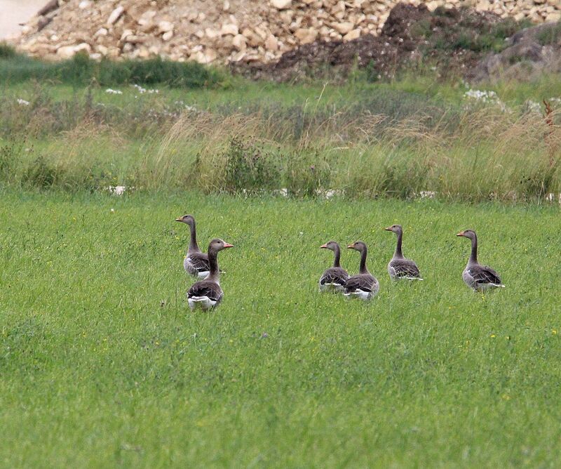 Taiga Bean Goose