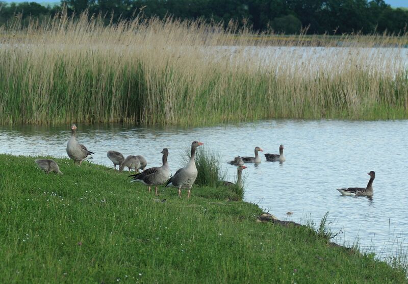 Taiga Bean Goose