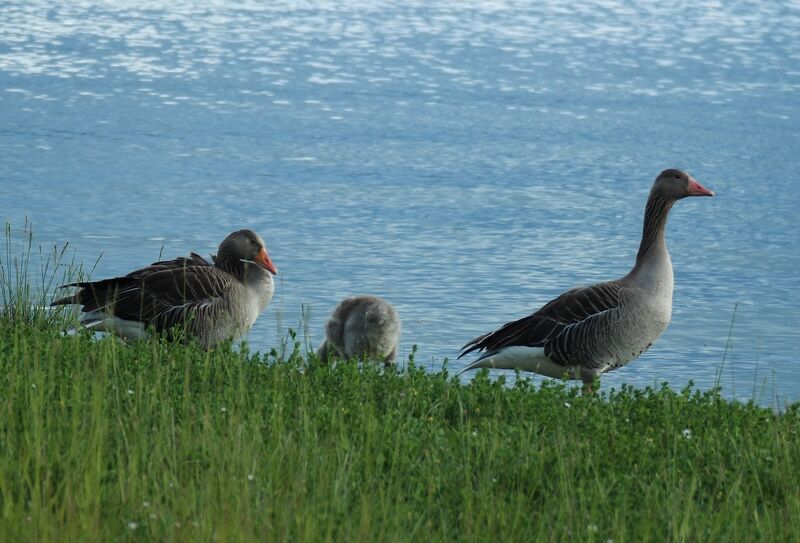 Taiga Bean Goose