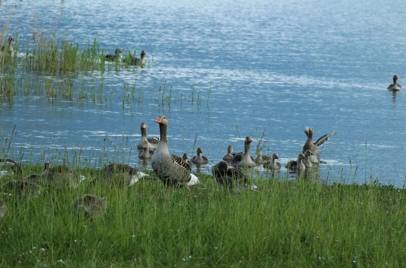 Taiga Bean Goose