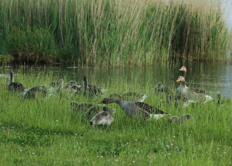 Taiga Bean Goose