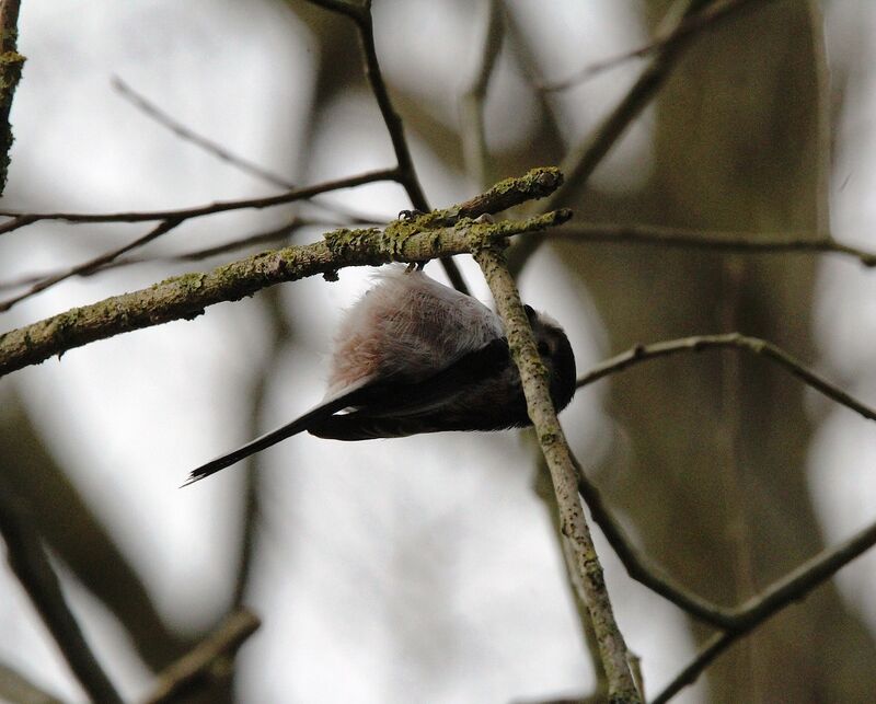 Long-tailed Tit