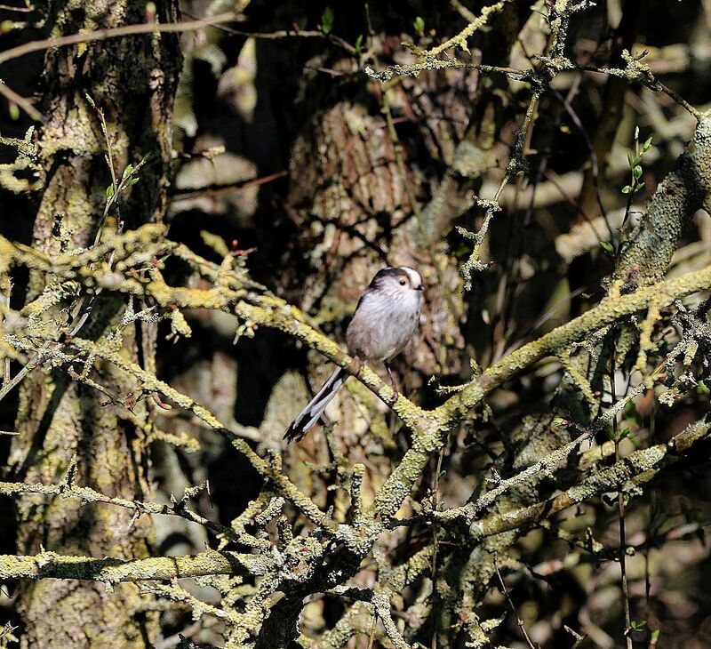 Orite à longue queue