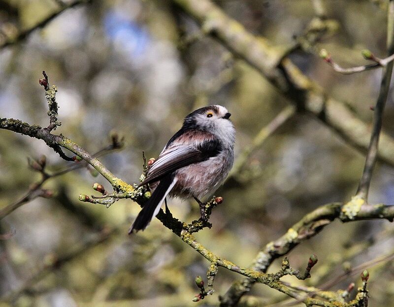 Long-tailed Tit