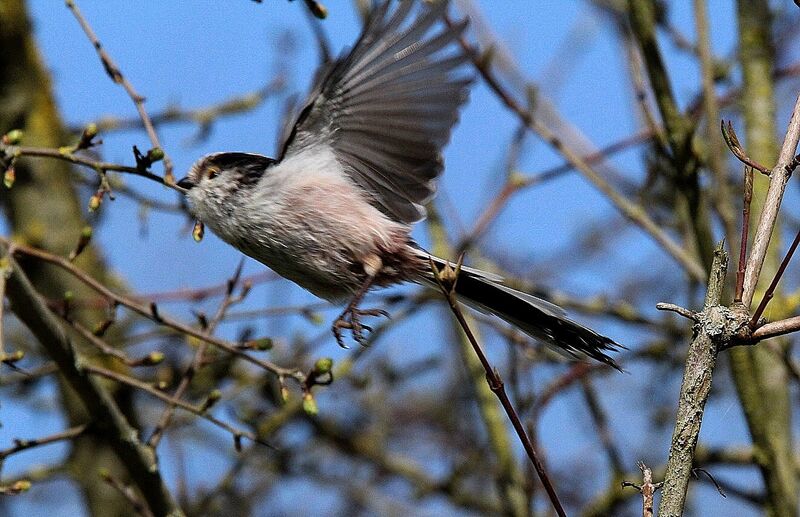 Long-tailed Tit