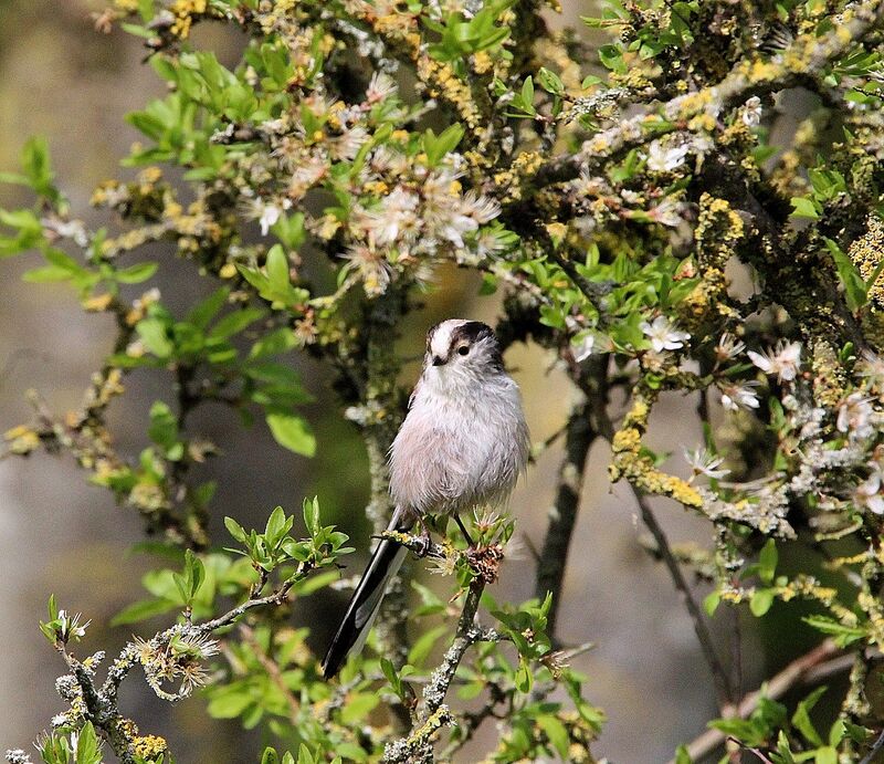 Long-tailed Tit