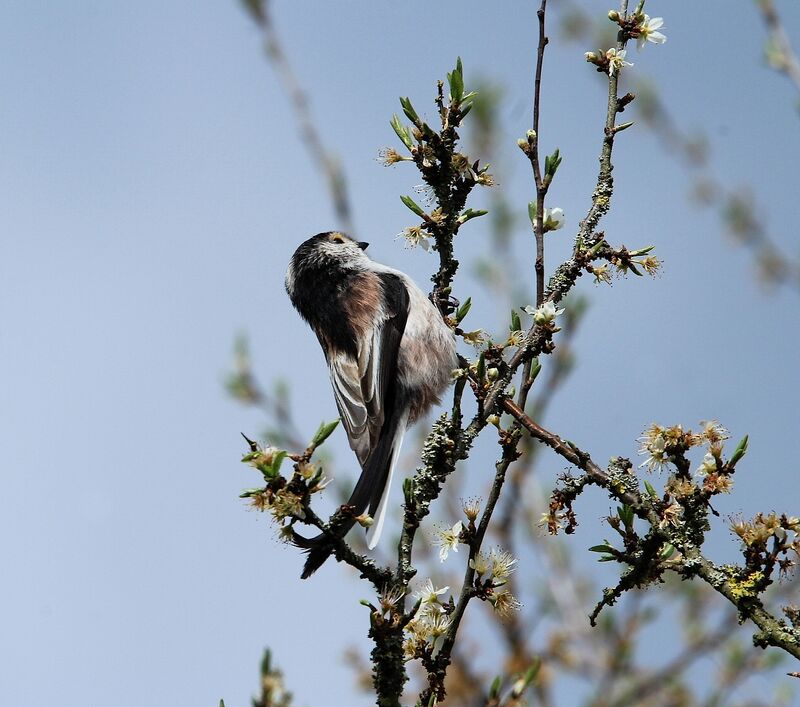 Long-tailed Tit