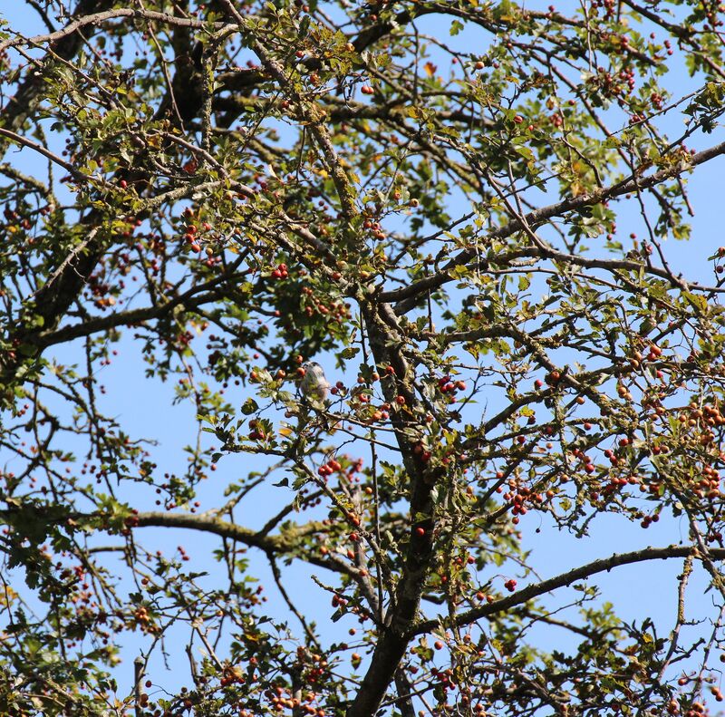 Long-tailed Tit