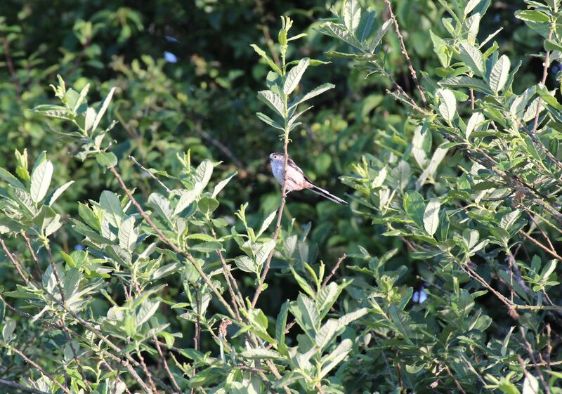 Long-tailed Tit