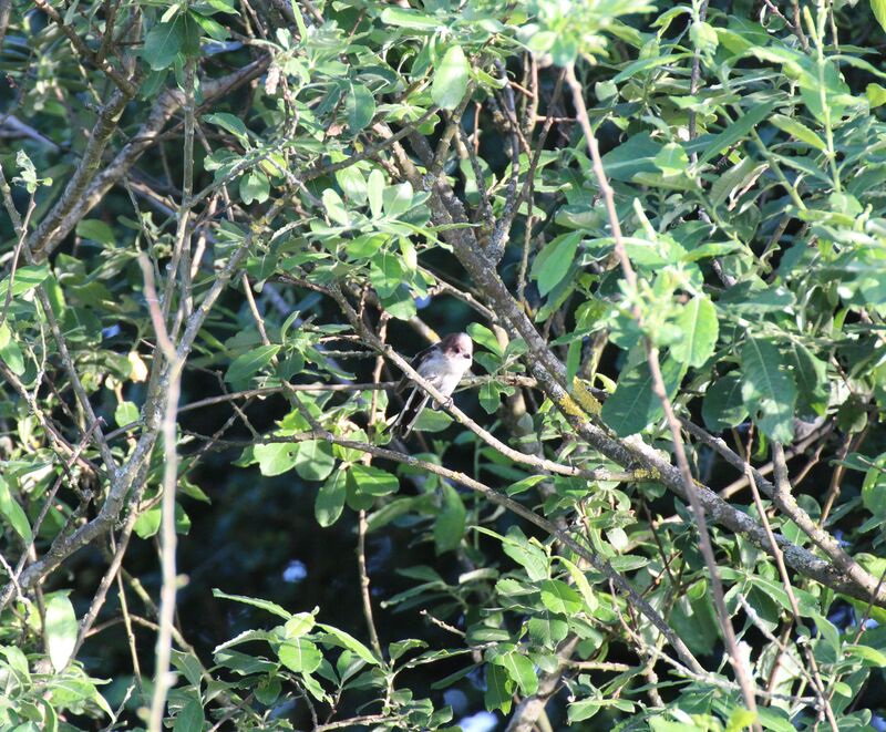 Long-tailed Tit